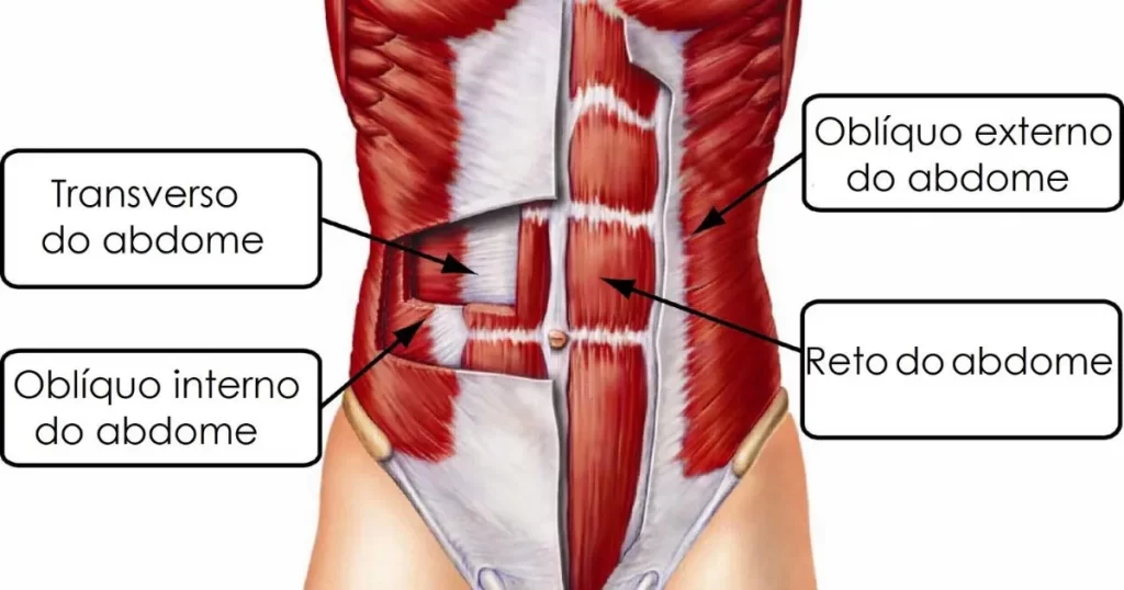 Músculos abdominais